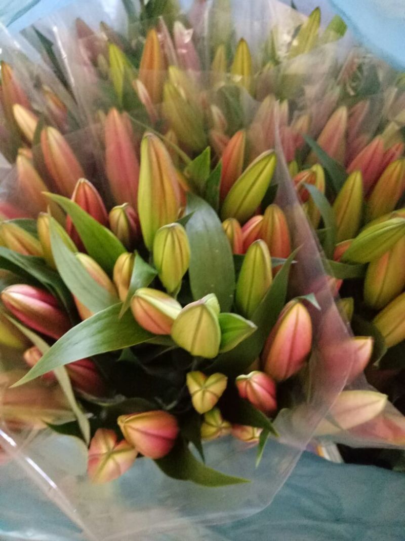 荷兰百合3~4凌源鲜花批发价