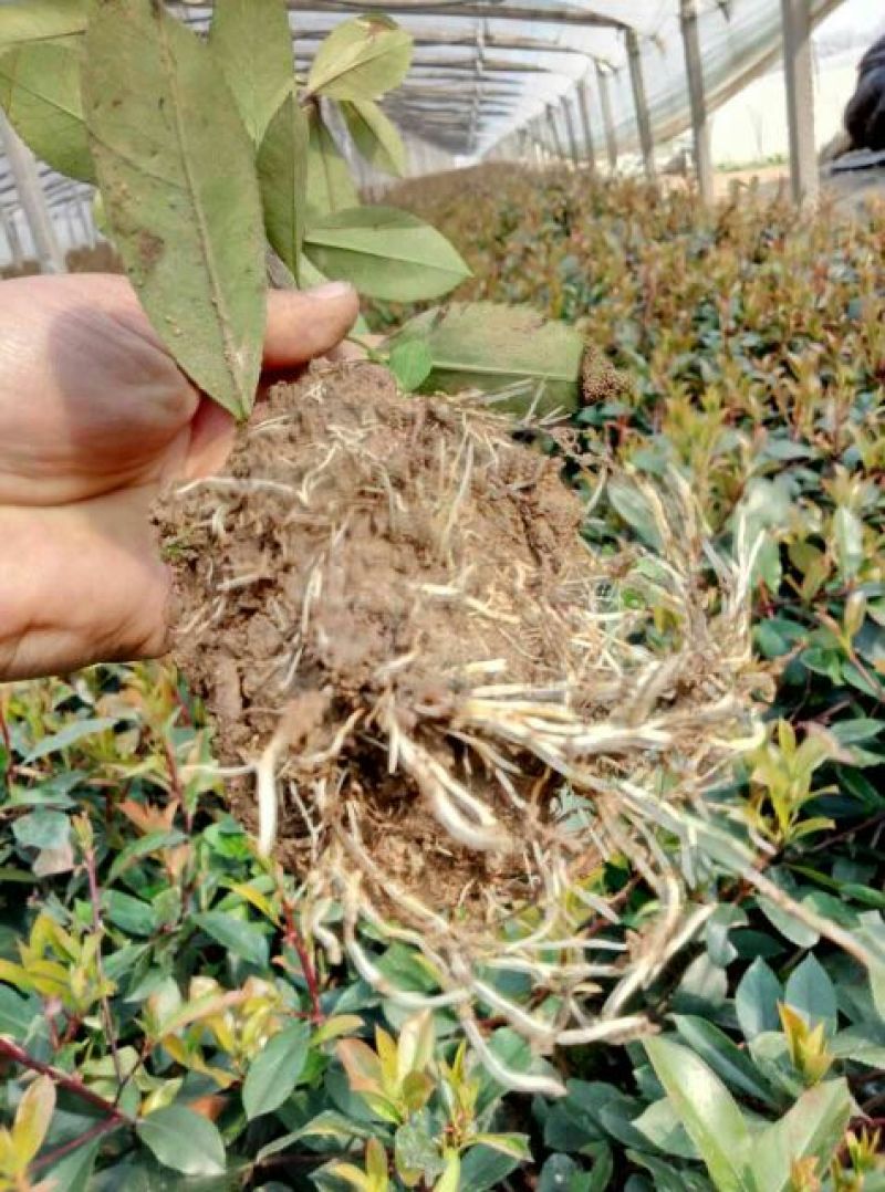 红叶石楠2cm以下4cm以下0.5米以下