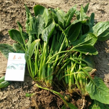 大叶菠菜30~35厘米