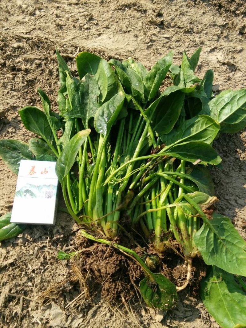 大叶菠菜30~35厘米