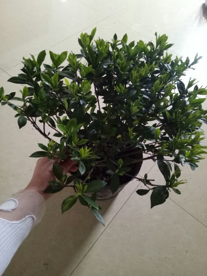 小叶栀子20cm以上18~20cm0.5米以下