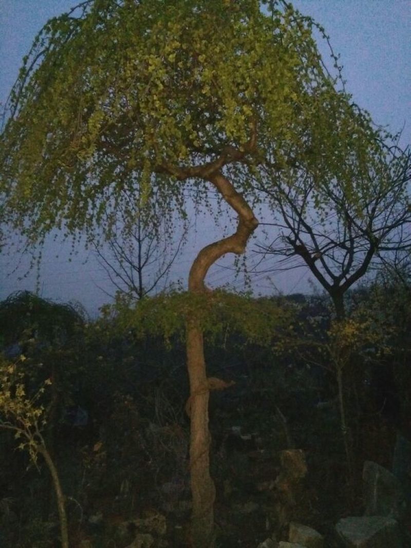 垂榆16~18cm12~14cm4m以上