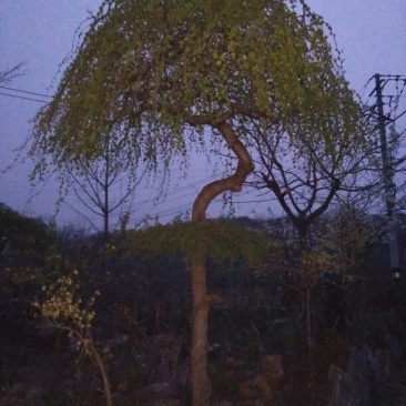 垂榆16~18cm12~14cm4m以上