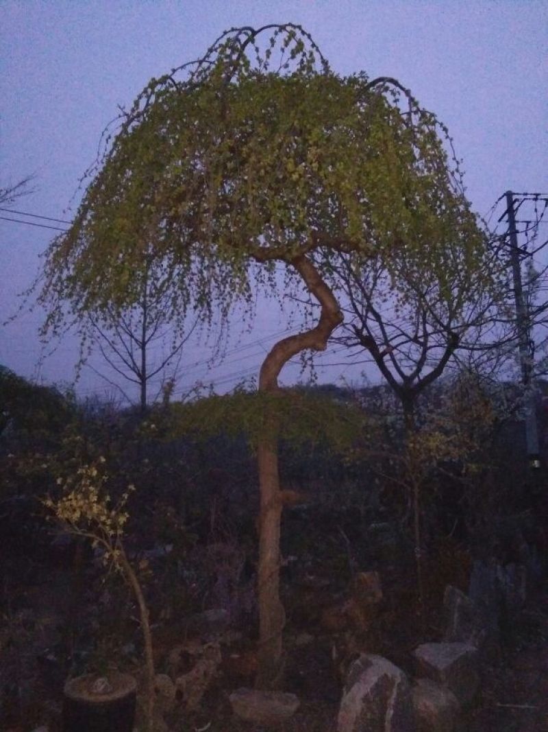 垂榆16~18cm12~14cm4m以上