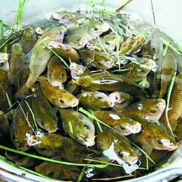 乌鲤食用0.5~1公斤