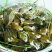 乌鲤食用0.5~1公斤