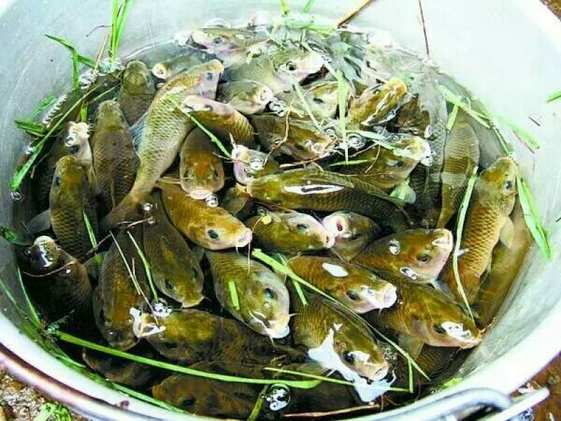 乌鲤食用0.5~1公斤