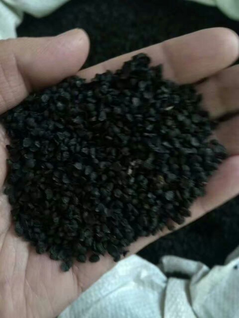 韭菜子水洗选货无杂质量大从优欢迎选购