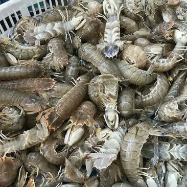 皮皮虾活虾