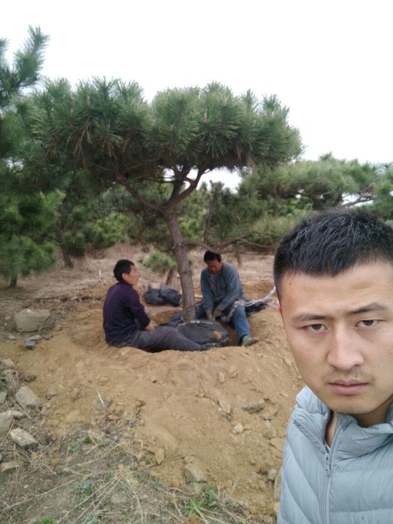 造型松黑松景松成活率高