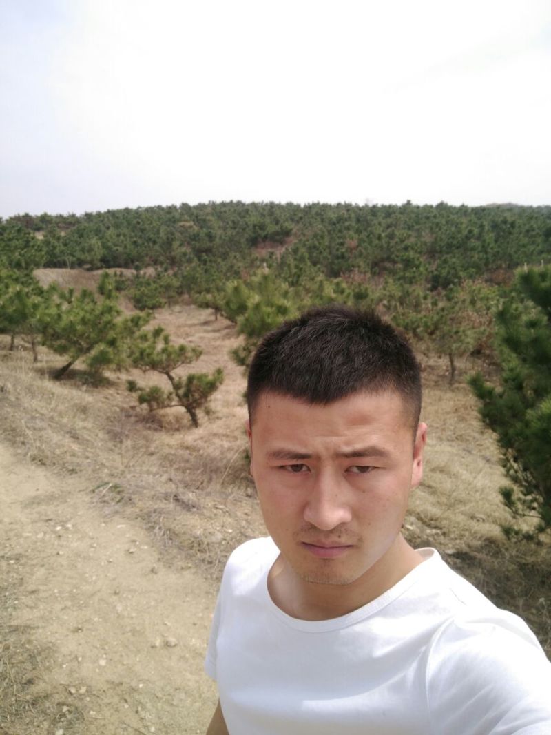 造型松黑松景松成活率高