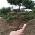 造型松黑松景松成活率高