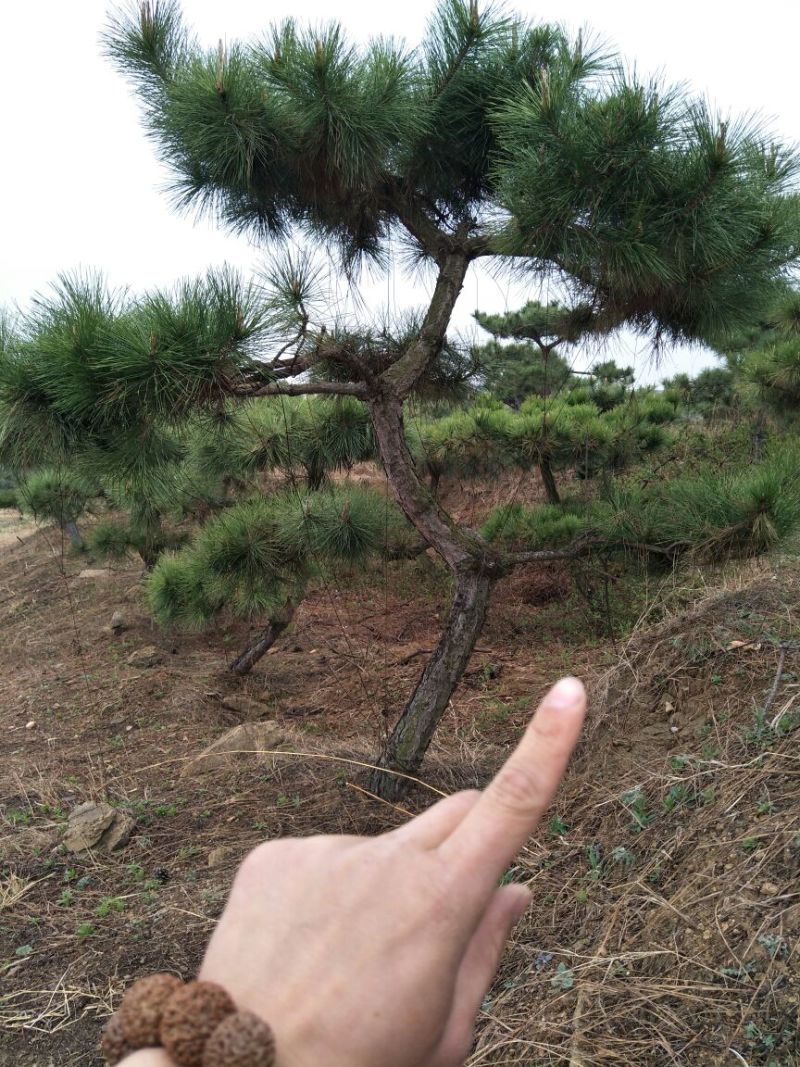 造型松黑松景松成活率高