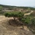 造型松黑松景松成活率高