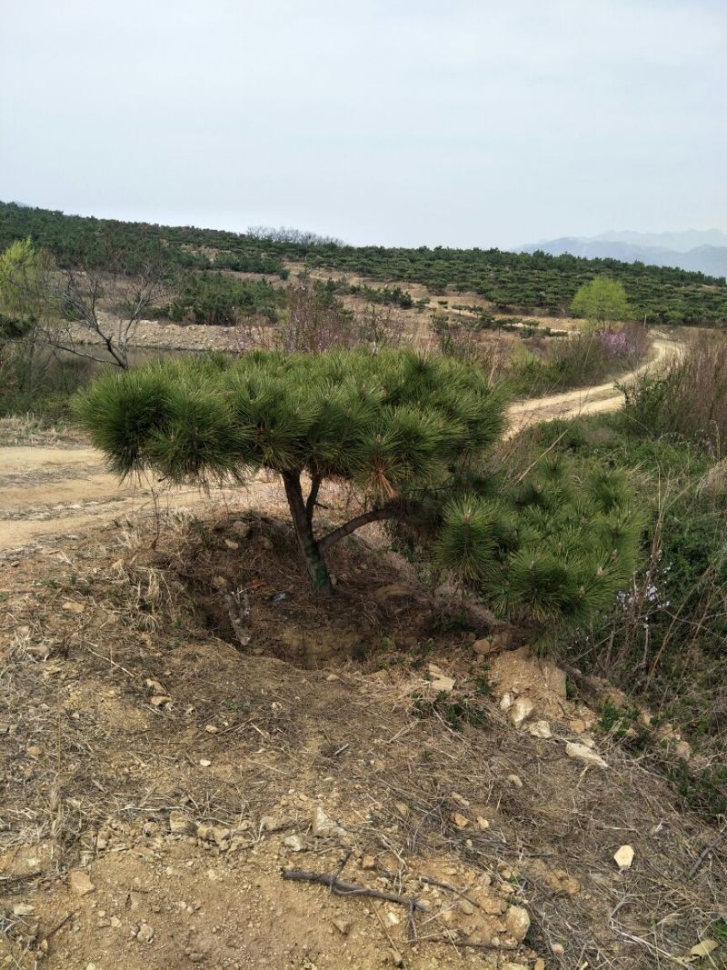 造型松黑松景松成活率高