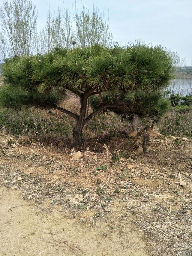 造型松黑松景松成活率高