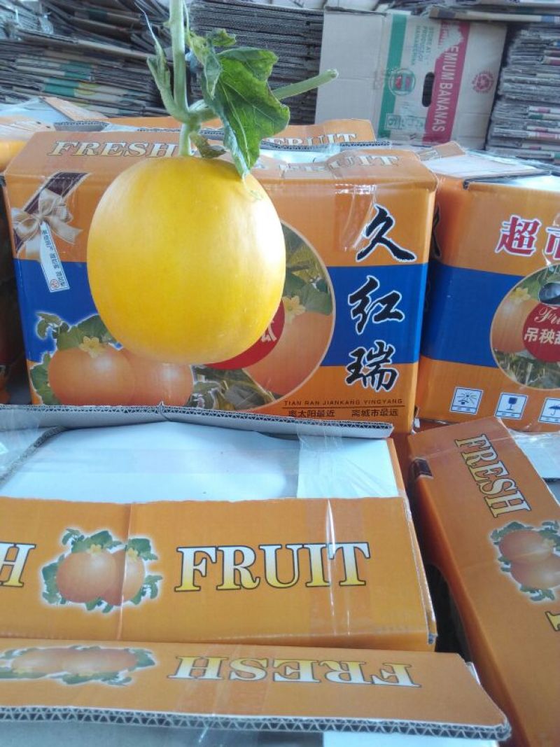 瑞红香瓜2斤以上