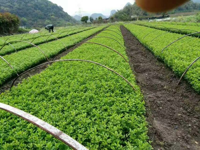 枳壳苗枸橘苗积壳芽苗