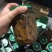 毛竹春笋10cm以下