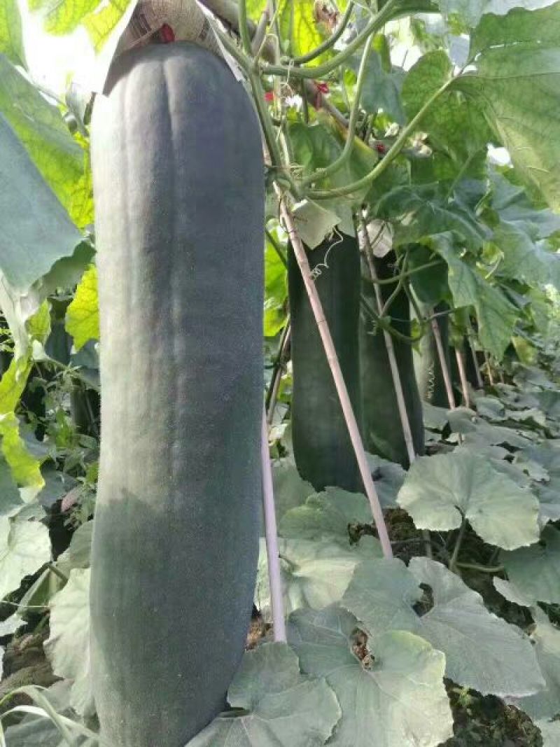 黑皮冬瓜20斤以上吊冬瓜