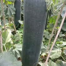 黑皮冬瓜20斤以上吊冬瓜