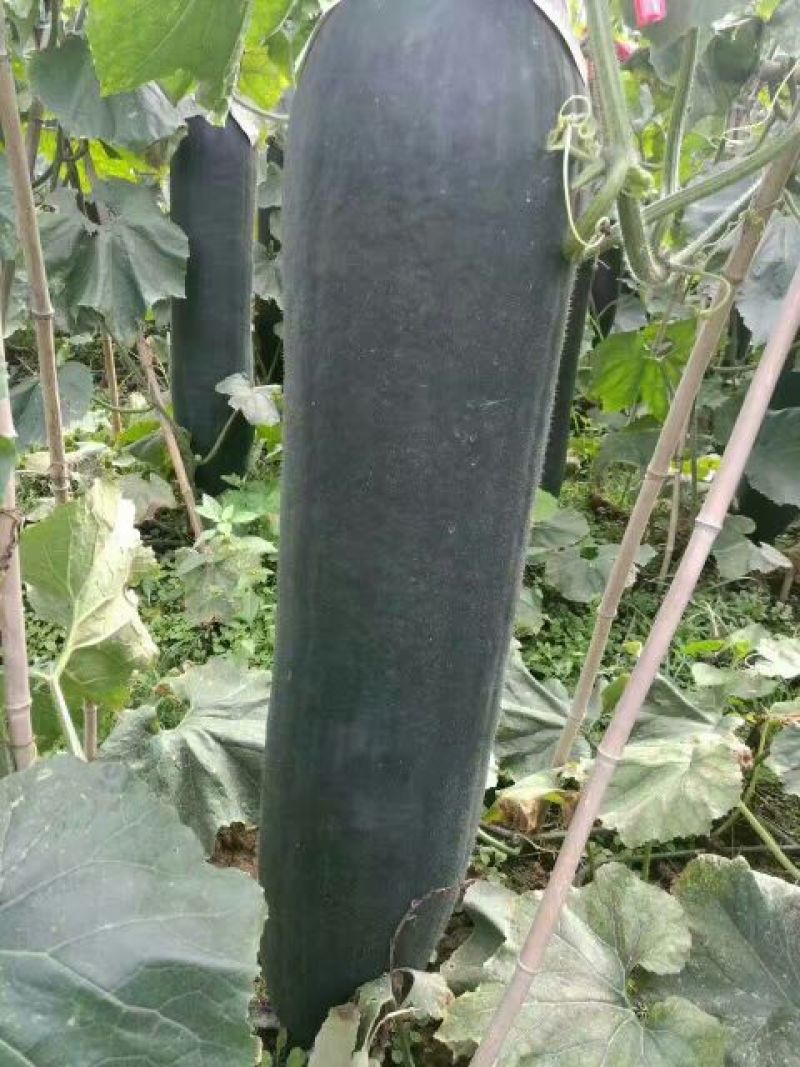 黑皮冬瓜20斤以上吊冬瓜