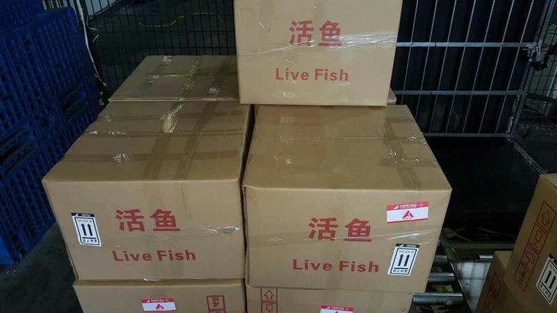【鲈鱼苗】加州鲈鱼苗海鲈鱼苗-全程已经训化吃饲料价格实惠