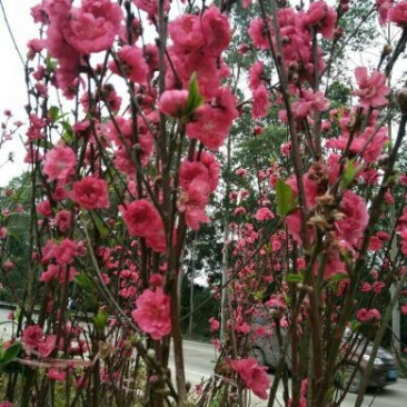 桃花飞雪苗50~60cm