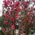 桃花飞雪苗50~60cm