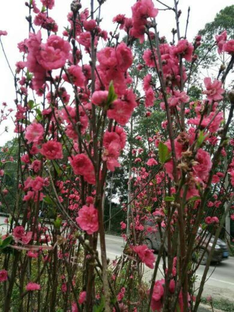桃花飞雪苗50~60cm