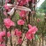 桃花飞雪苗50~60cm