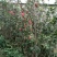 桃花飞雪苗50~60cm