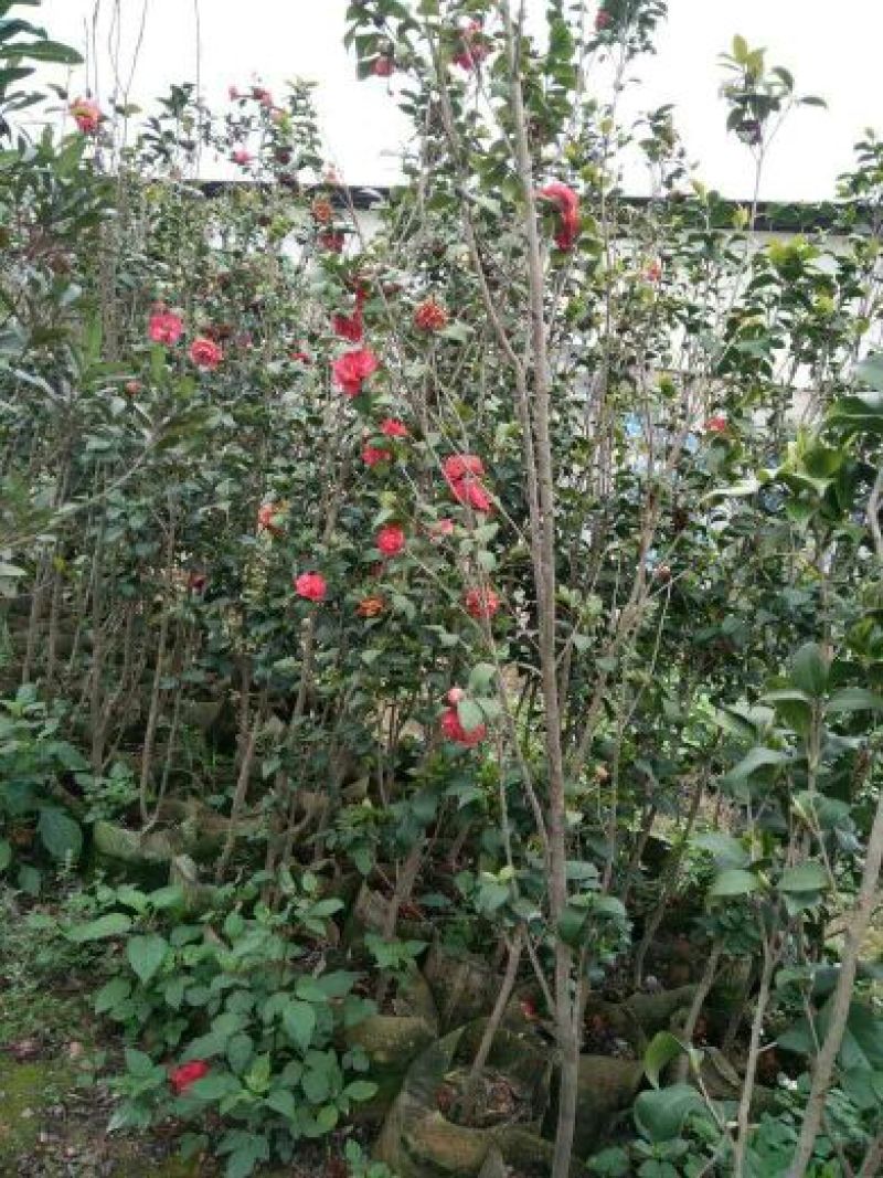 桃花飞雪苗50~60cm