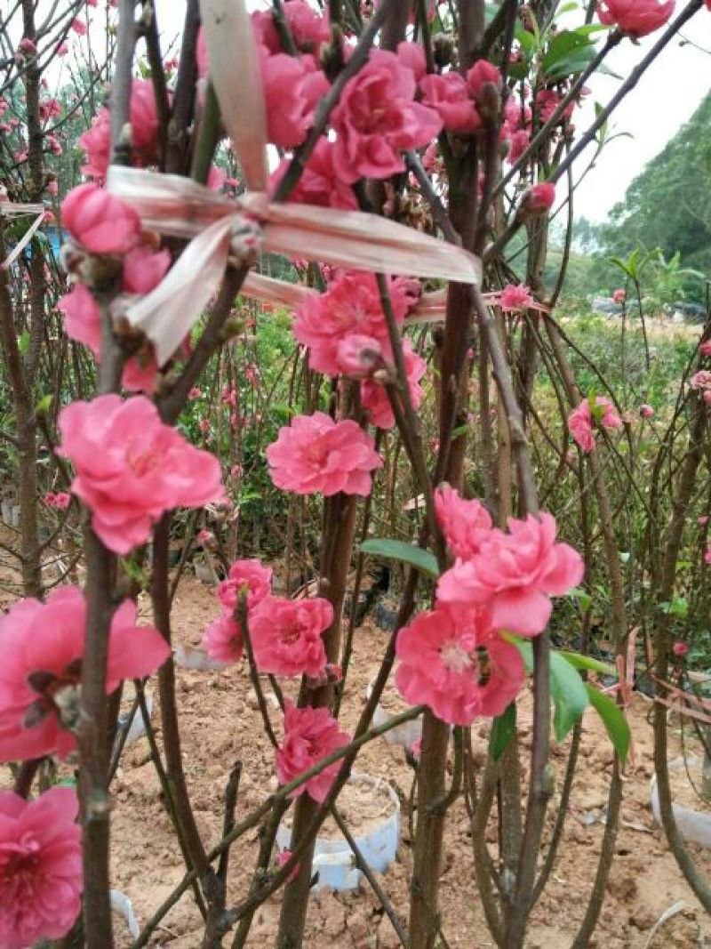 桃花飞雪苗50~60cm