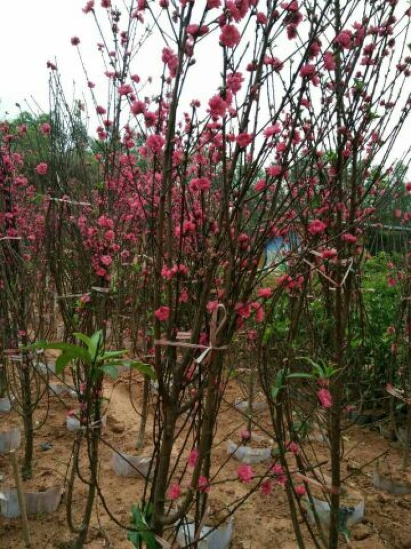 桃花飞雪苗50~60cm