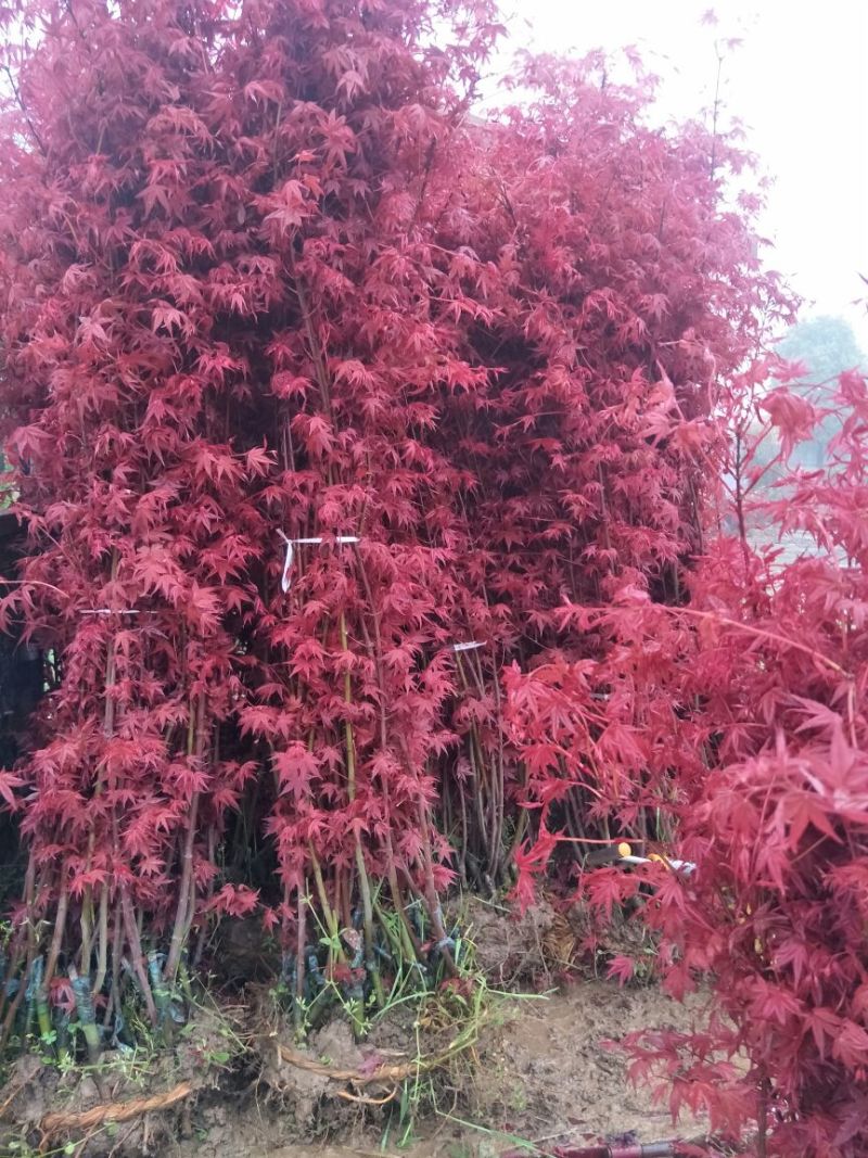 日本红枫111~140cm