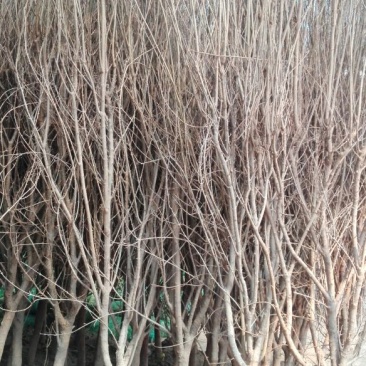 红石榴苗嫁接苗70~80cm