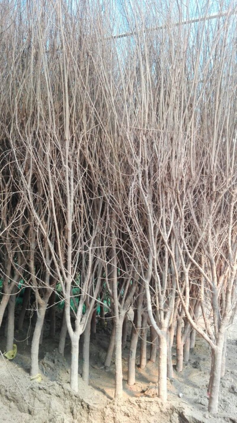 红石榴苗嫁接苗70~80cm