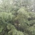 雪松8~10cm