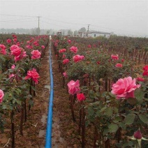 树状月季苗70~80cm