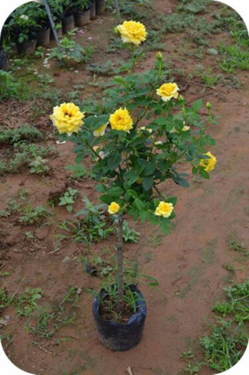 树状月季苗70~80cm