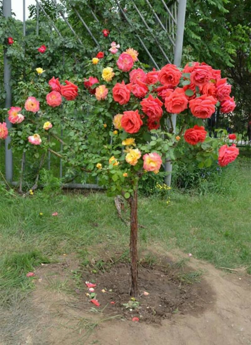 树状月季苗70~80cm