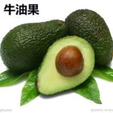 牛油果苗30~50cm