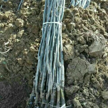 实生核桃苗二年苗100~150cm