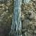 实生核桃苗二年苗100~150cm