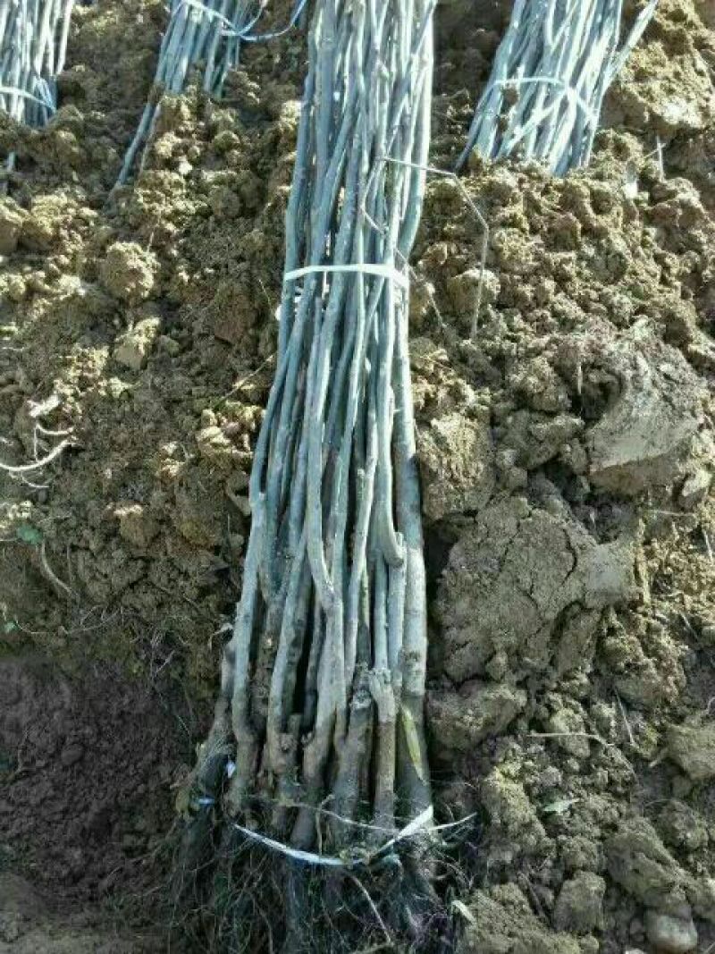 实生核桃苗二年苗100~150cm