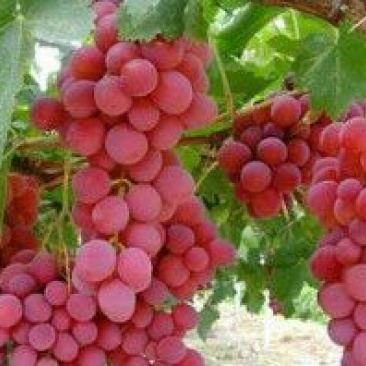 红提葡萄苗30cm以下1年