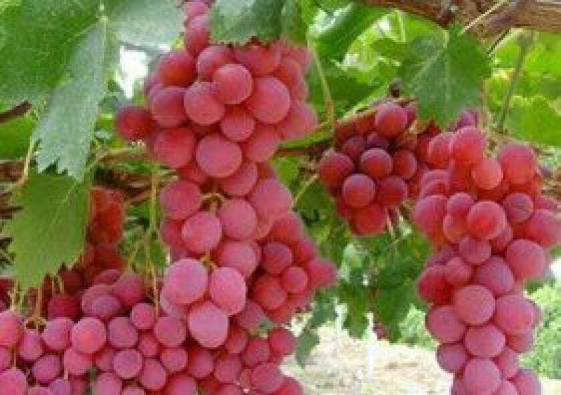 红提葡萄苗30cm以下1年