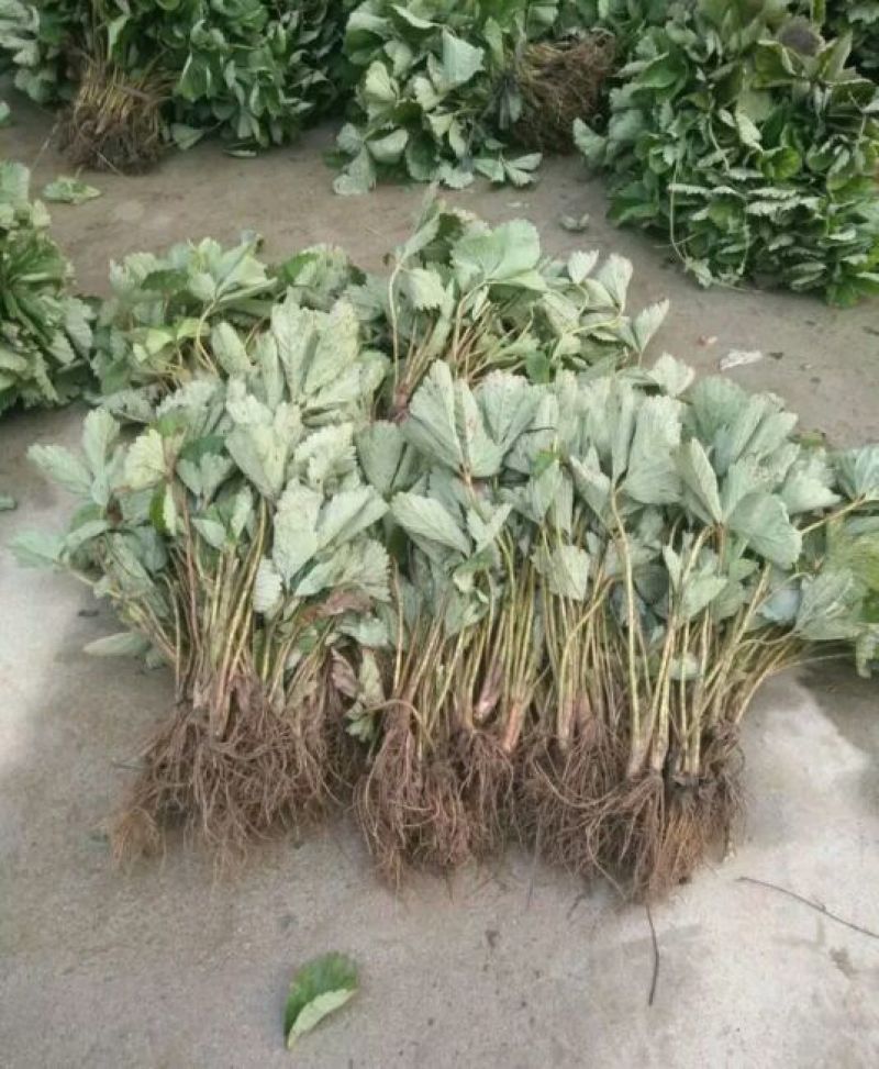 全明星草莓苗10~20cm