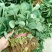 全明星草莓苗10~20cm